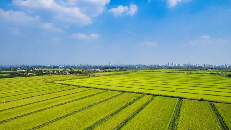 如何科学选择种子农药套餐？揭秘关键要素