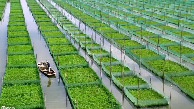 大疆农业植保无人机：不只是价格，更是科技与效率的融合**