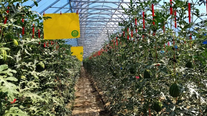 食材配送投标书商务标部分：关键要素与策略