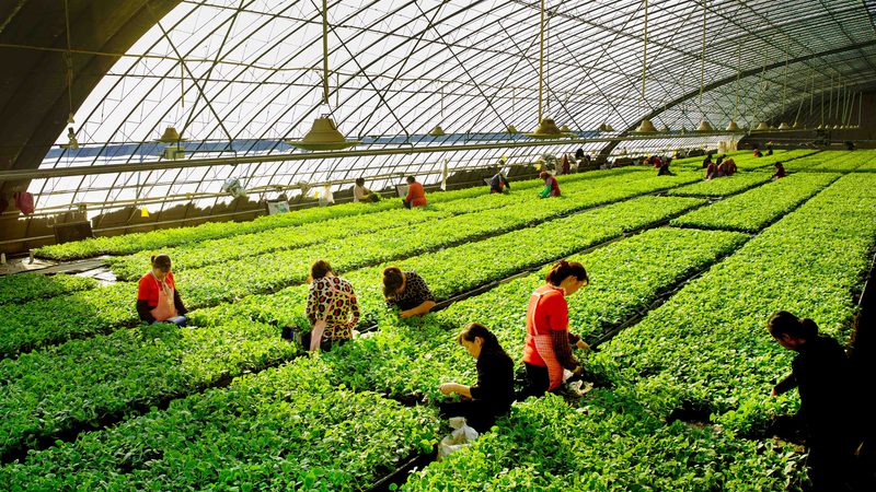 粮食种植病虫害防治地域标准的解析与实施**