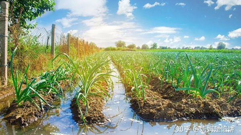 2025年农业产业园补贴政策解析：机遇与挑战并存**