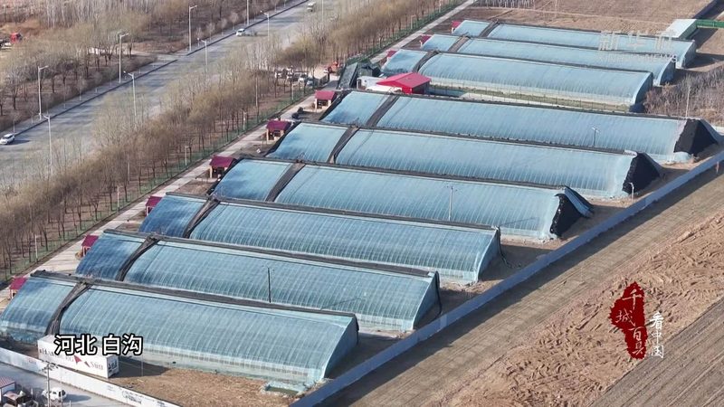 农产品产地直发电商，批发价格背后的秘密