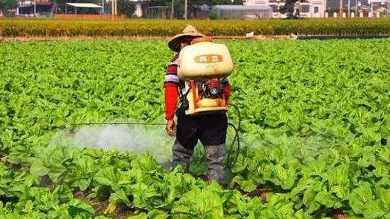 食堂食材配送与自采：成本效益与风险管理的权衡
