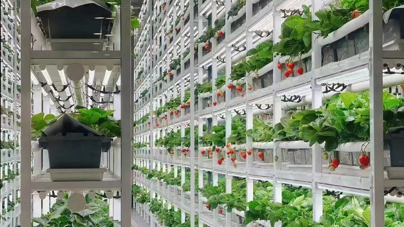 全国蔬菜批发价格表背后的市场逻辑**